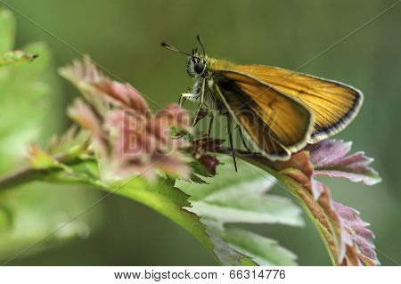 Orange Butterfly