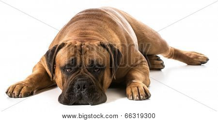 bullmastiff male portrait on white background