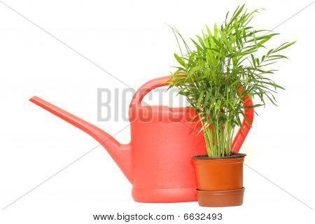 Regador e planta verde