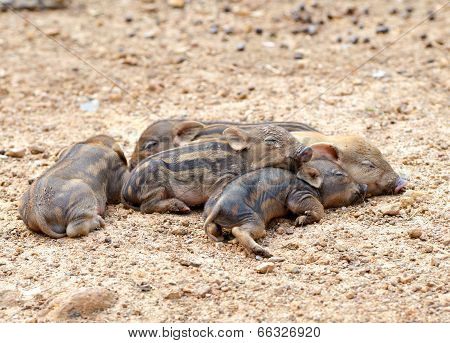 Baby Wild Boar