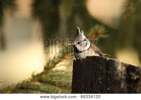 Crested Tit Eating Bread