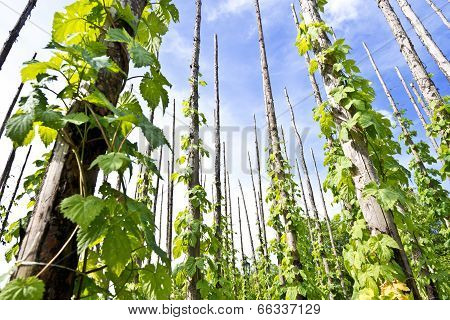Traditional Hop Garden