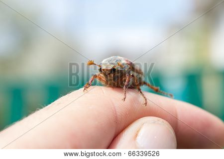 Chafer On Hand