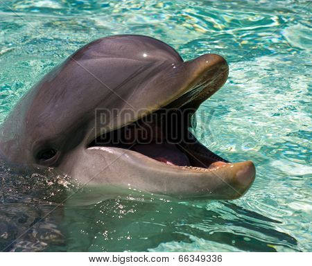 Dolphin