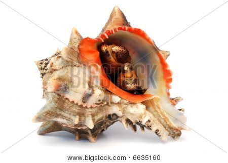 Shell y cangrejo