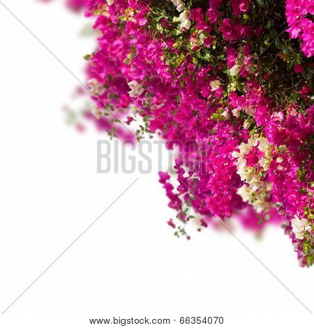 garden with bouganvilla flowers
