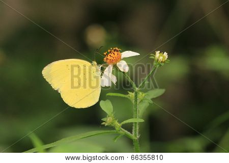 butterfly and flower