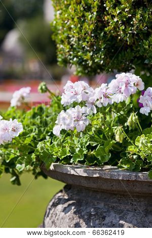 Bright Heranium Flowers In Ancient Stone Pot