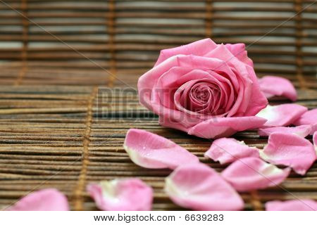 Rosa e pétalas de rosa
