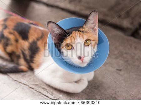 cat wearing blue protective buster collar