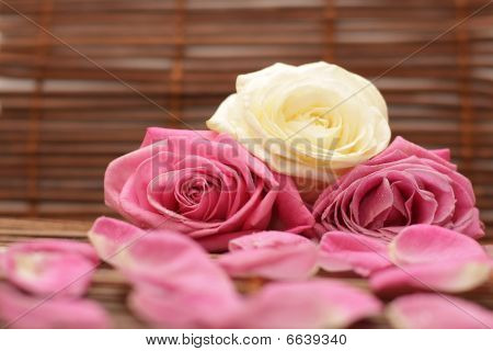 Rosas