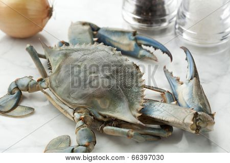Single blue crab ready to cook