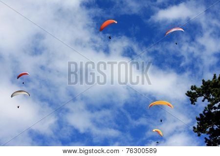 Paragliders