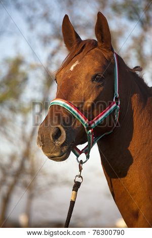 Beautiful Horse Head Shot Side View