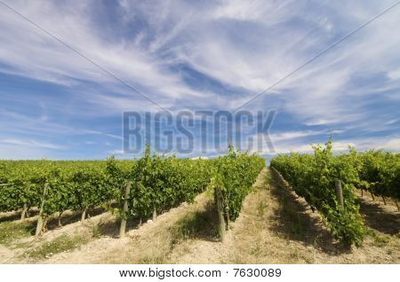 Vinice