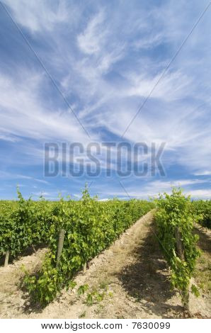 Vinice