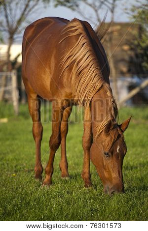 Peaceful pregnant mare grazing in summer corral