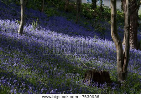 Bluebells ในบันกอร์
