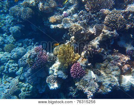coral reef