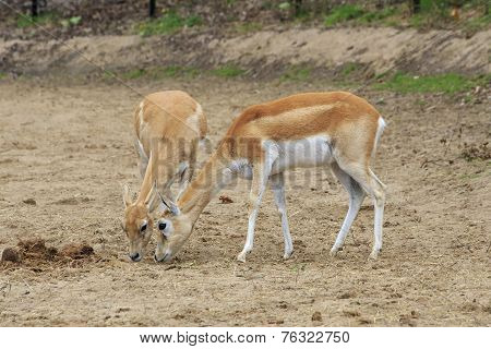 Female Blackbuck