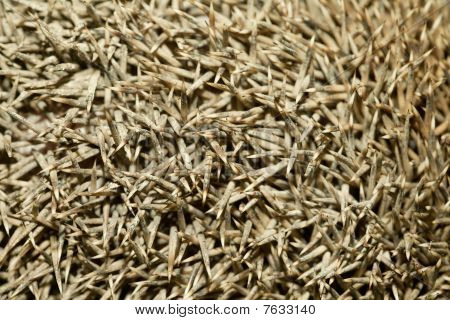 Igel Spikes Hintergrund
