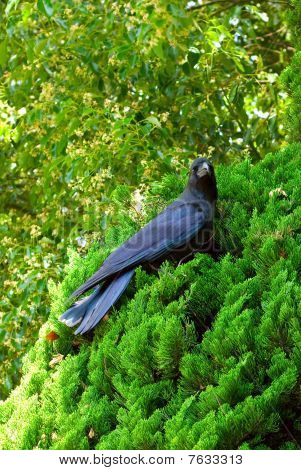 Crow