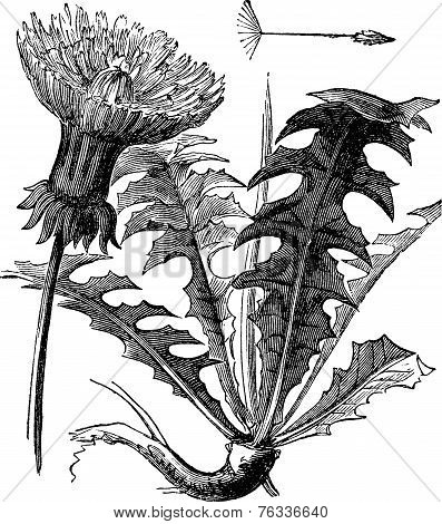 Taraxacum Or Dandelion, Vintage Engraving.