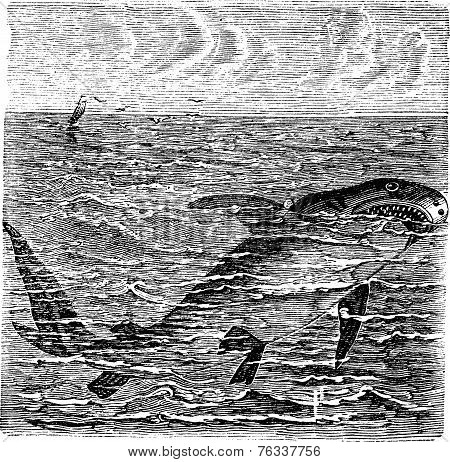 Great White Shark Or Carcharodon Carcharias Vintage Engraving