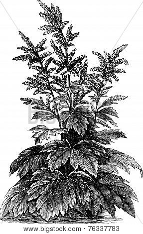 Rheum Officinale Vintage Engraving