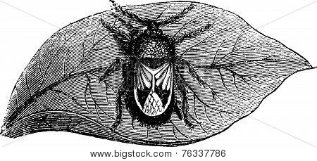 Rhyparochromidae Or Seed Bug Vintage Engraving