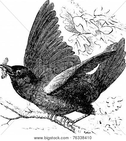 Eastern Bluebird Or Sialia Sialis Vintage Engraving