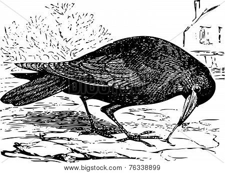 Old Engraving Of A Rook Bird, Or Corvus Frugilegus