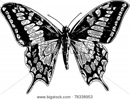 Old World Swallowtail Or Papilio Machaon