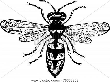 Old Wasp Engraving, Vespa Vulgaris