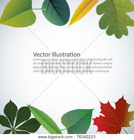 Vector Of Autumn Colorful Leaves.