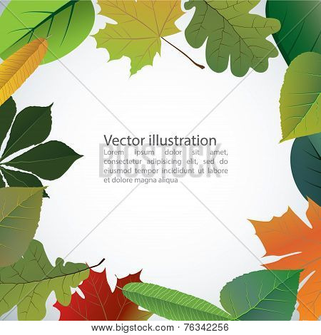 Vector Of Autumn Colorful Leaves.
