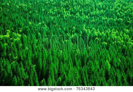 Evergreen fir tree background, bird eye view on fresh pine forest, beautiful abstract natural backdrop, beauty of wild nature