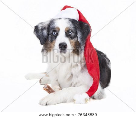 Australian Shepherd Stocking Cap