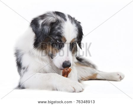Austrailian Shepherd