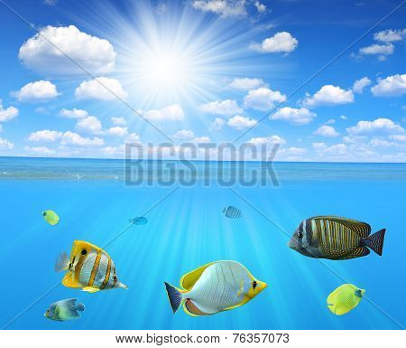 Tropical reef fish in sea