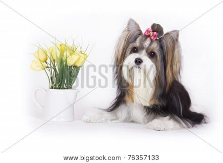 dog Biewer Yorkshire Terrier with flowers on white background