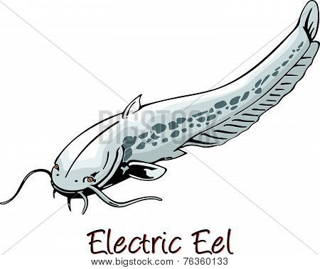 Electric Eel, Color Illustration