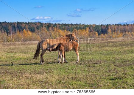 newborn foal suckling