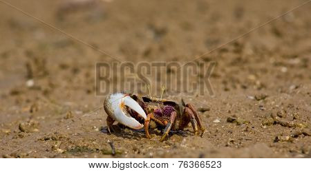 Atlantic Marsh Fiddler Crab