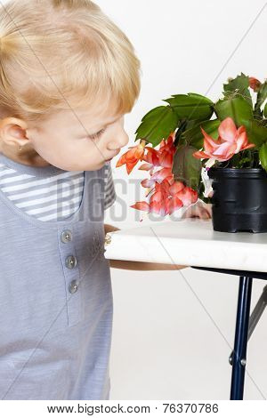 portrait of little with Christmas cactus