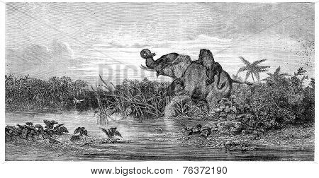 Salon Painting. Elephant Attack By Two Lions, Vintage Engraving.