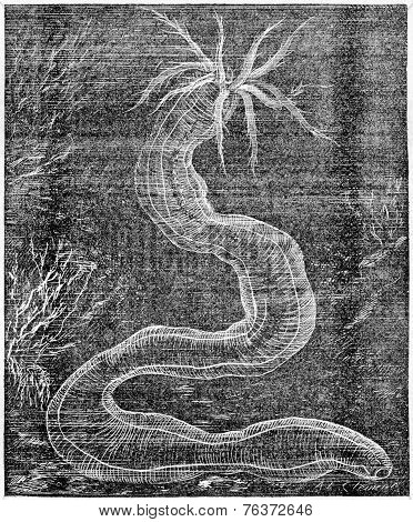 Synapte Vintage Engraving
