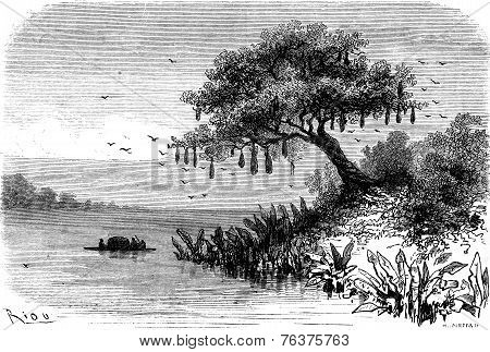 Nests Caciques, Vintage Engraving.