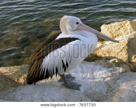 Pelican
