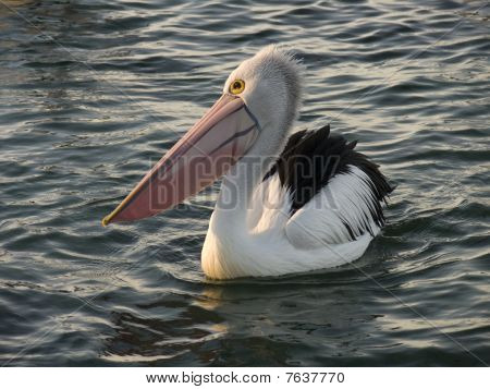 Pelican